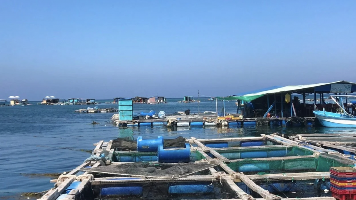 La acuicultura en jaulas marinas se concentra en siete zonas